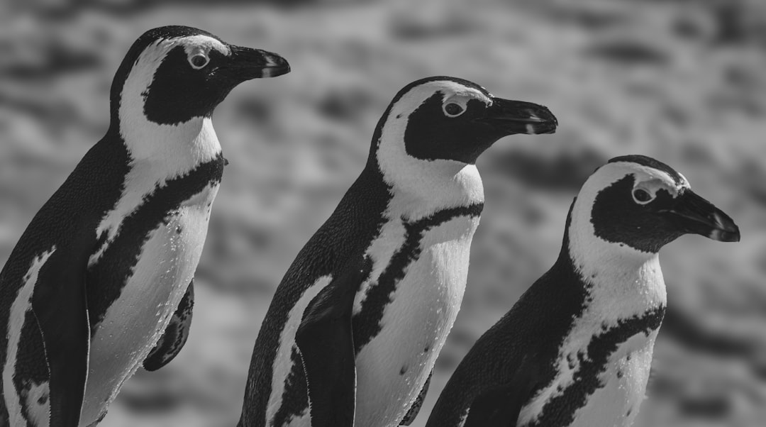 A group of three penguins standing next to each other